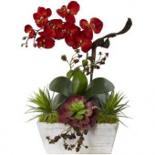 21 in. Seasonal Orchid and Succulent Garden with White Wash Planter